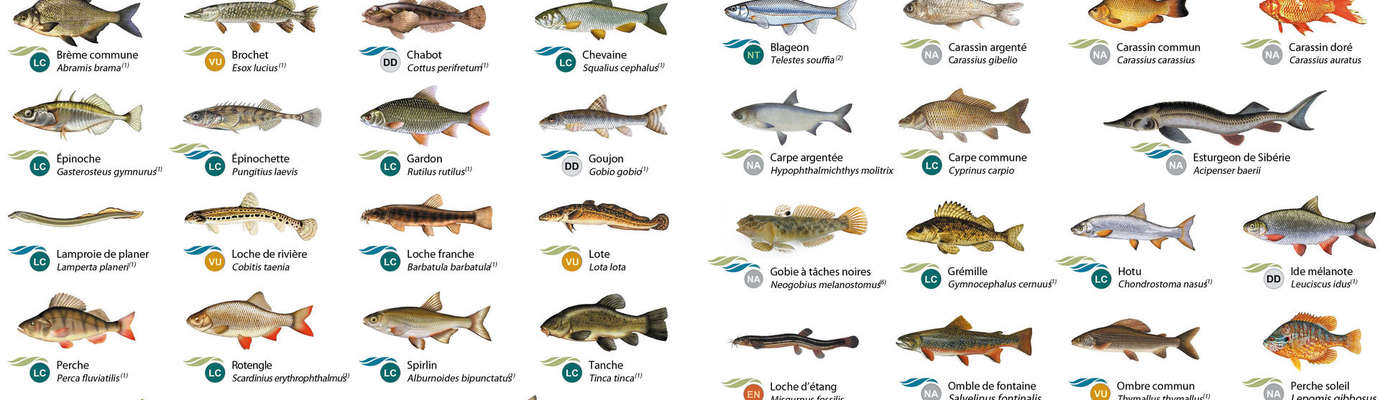 Les poissons d'Eure-et-Loir - Fédération de pêche d'Eure et Loir