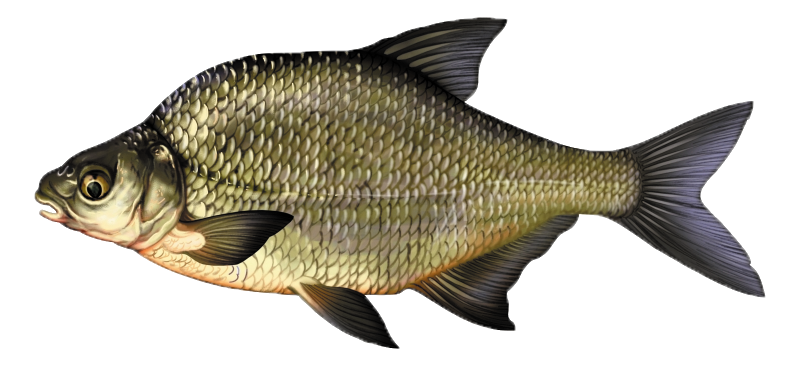 Comment pêcher la brème en étang